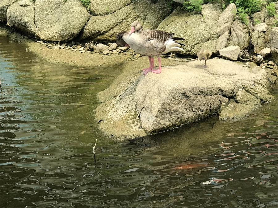 天鵝湖風(fēng)景區(qū)（泰山）速覽！(圖15)